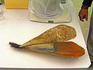 Pinna noblis shell & byssus