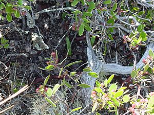 Piperia yadonii.jpg