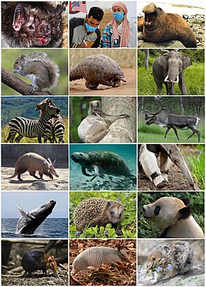 Placental Mammals 2021 Montage.jpg