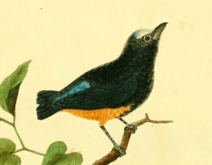 Planches enluminées d'histoire naturelle (1765) - Lepidothrix serena (cropped)