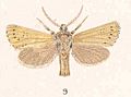 Plate II Fig 9 Lepidoptera from Auckland Island (cropped)