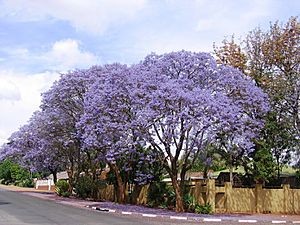 Plkjacaranda