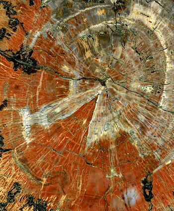 Polished slice of petrified wood