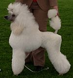 Poodle, cropped