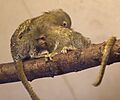 Pygmy Marmoset (5512658384)