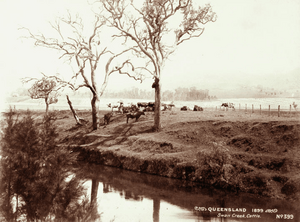 Queensland State Archives 5175 Swan Creek Cattle c 1899