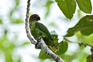 Red-cheeked Parrot - Female - Nimbokrang - Shreeram M V