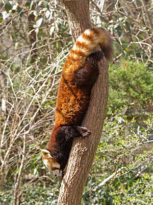 Red Panda Facts For Kids