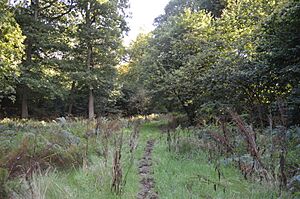 Redwell Wood 18