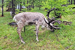 Reindeer of Mongolia 02