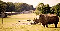 Rhino on the Road Safari