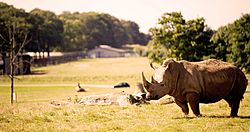 Rhino on the Road Safari.jpg