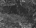 Rockshelter 10AA15 2 - Guffey Butte-Black Butte Archaeological District Idaho