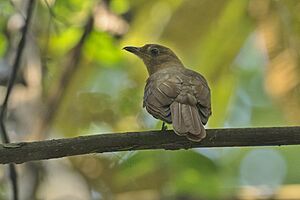 Rufous Piha - Los Cusingos - Costa Rica MG 7504 (26423543660).jpg