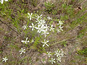 Sabatia quadrangula Aiken County, South Carolina flowers.jpg