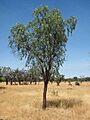 Santalum lanceolatum tree