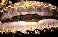 Scallop eyes