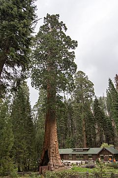 Sentinel tree - Sequoia National Park - May 2016 (26922686733)