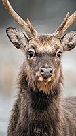 Sika deer