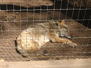 Sleeping coyote in Amarillo Zoo IMG 0166