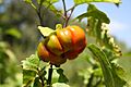Solanum aethiopicum MS 2264