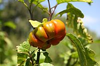Solanum aethiopicum MS 2264