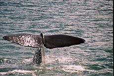 Sperm whale fluke 2