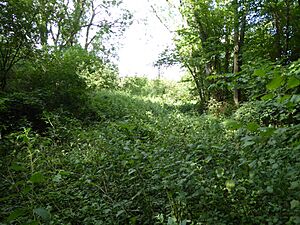 Spring Wood, Belstead 6