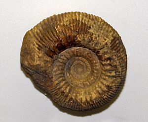 Stephanoceratidae - Normannites braikenridgei cropped