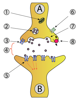 Synapse diag1