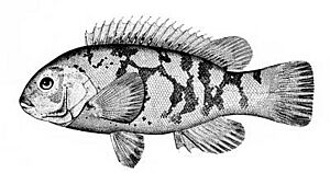 Tautog Facts for Kids