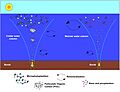 Temperature dependence of the biological pump