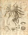 Transactions of the Linnean Society of London, Volume 10 - tab. 3