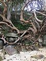 Tree branches and roots