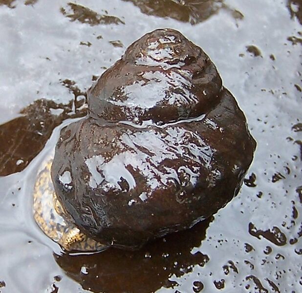 Tulotoma magnifica 2