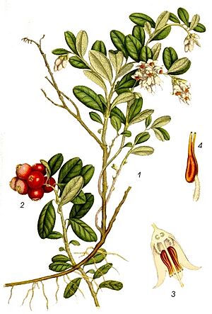 Vaccinium vitis-idaea L.