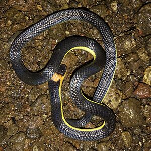 Variable Reed Snake imported from iNaturalist photo 190615232 on 22 February 2024.jpg