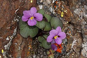 Viola flettii 4799.JPG