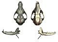Vulpes vulpes & Urocyon cinereoargenteus skulls & mandibles