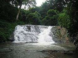 Water falls at the Rajagiri estate in Koodal