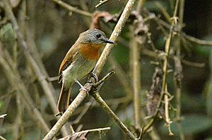 White-bellied blue flycatcher female, Ganeshgudi, Karnataka, India
