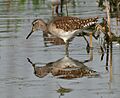 Wood Sandpiper (Tringa glareola) W IMG 6486