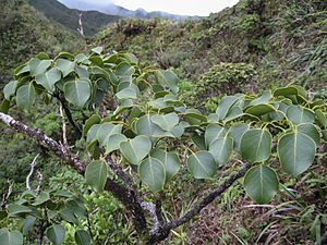 Zanthoxylum oahuense (Oahu pricklyash) (16161662066).jpg