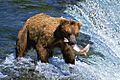 A053, Katmai National Park, Brooks Falls, Alaska, USA, bear and salmon, 2002