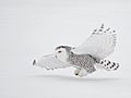 A Snowy Owl in Flight David Hemmings