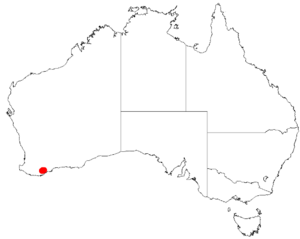 "Acacia awestoniana" occurrence data from Australasian Virtual Herbarium