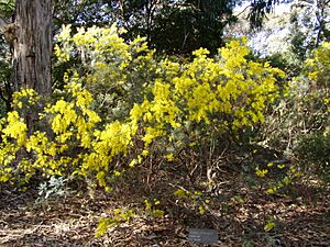 Acacia boormanii 01
