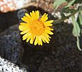 Alpine gold Hulsea algida close flower