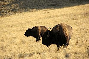 American bison on the National Bison Range, Montana