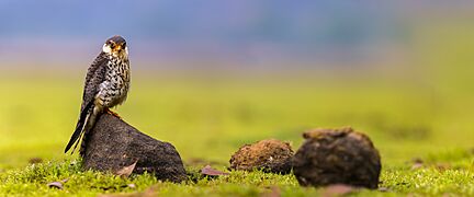 Amur Falcon in a grassland habitat